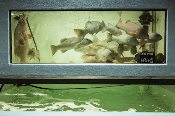 Live coral trout at D&amp;K Live Seafood on Leeds Street.