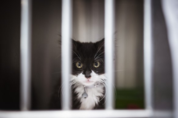 A stray cat ready for desexing at the Lost Dogs’ Home in North Melbourne. 