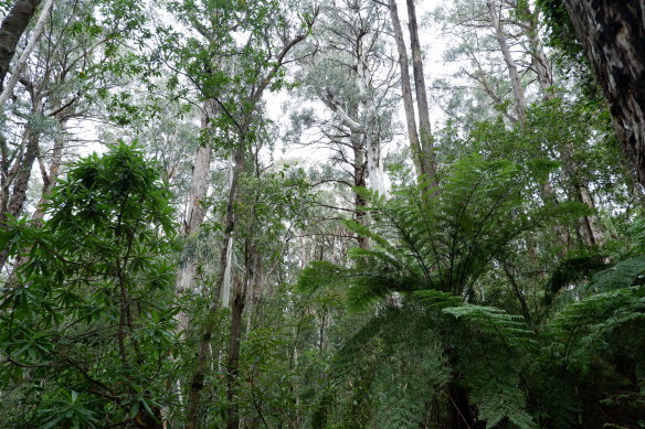 Old-growth forest in East Gippsland.