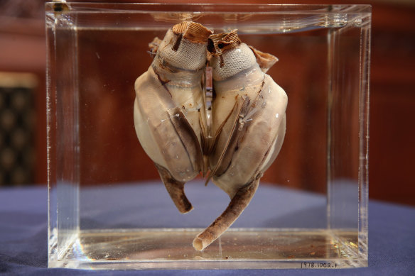 The Liotta-Cooley heart was the first completely artificial heart implanted into a human being.