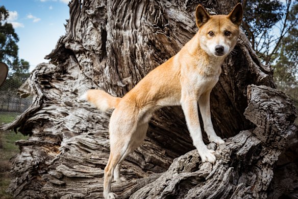 Dingoes in the Mallee region are at critically low numbers.