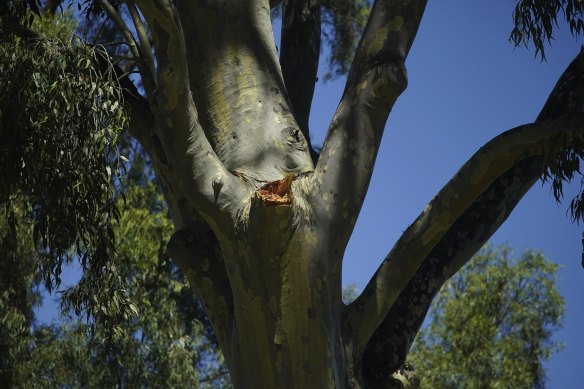 The branch snapped off a large gum tree near St Kilda road.