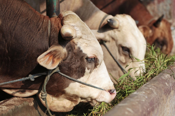 Indonesia, including the holiday island of Bali, has been grappling with an outbreak of foot and mouth disease. Australia has been free of the disease for more than a century and just one positive case could shut down the $27 billion livestock export trade.