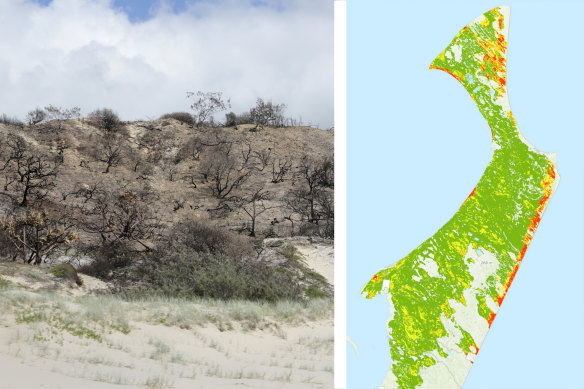 Burnt east coast dune vegetation on K’gari (Fraser Island) in the months after bushfire swept the island in late 2020, and a map of the Potential Ecological Impact highlighting “catastrophic” classified areas in red.