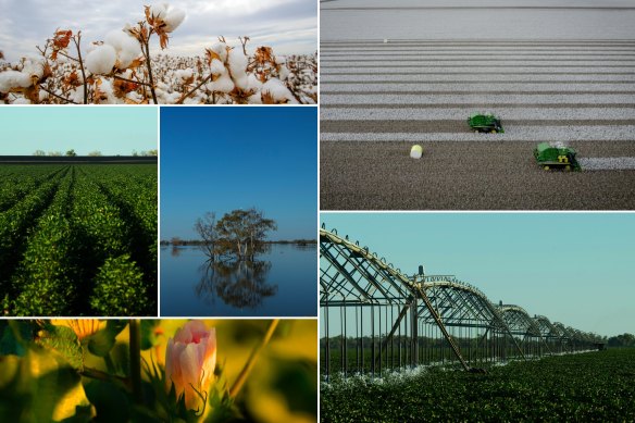 The Stathams’ property is one of Australia’s largest cotton producers, 
part of an industry that requires enormous water consumption.