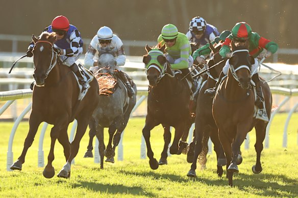 Zaphod, far left, in the Guardian Safety Solutions Gosford Gold Cup in May. 