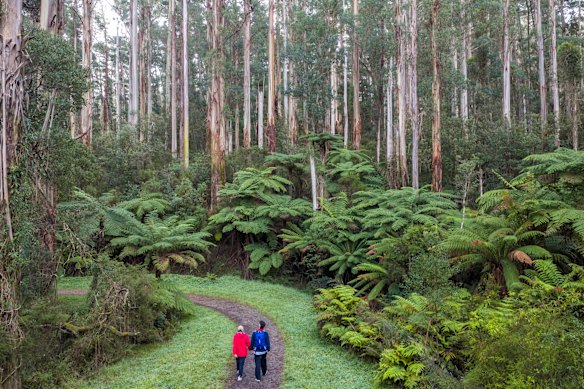 The Birrarung Valley Walk is a proposed 13-day walk from Williamstown Beach to the Upper Yarra Reservoir, following the river corridor.
