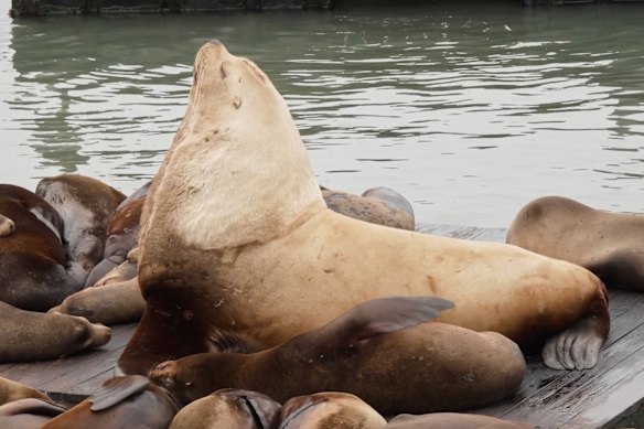 Chonkers, un gigantesco leone marino di Steller, siede su un molo al Fishermen's Wharf di San Francisco.