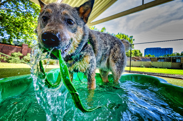 A dog beats the heat at The Lost Dogs Home in North Melbourne. 