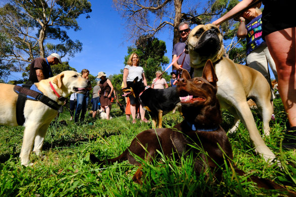 Dogs and their owners at Damper Creek Reserve. 