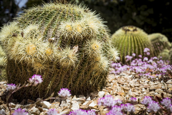 The rare golden barrel cactus in the arid garden.
