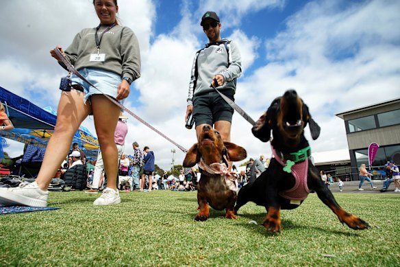 Dachshund Derby in Inverleigh.