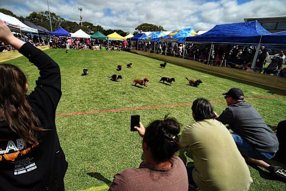 Dachshund Derby in Inverleigh.