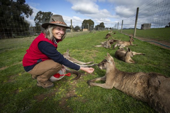 Mansfield Zoo owner Bronwen Wilson with her kangaroos on Wednesday.