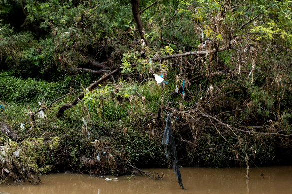 Plastic along the banks of the Merri Creek. 