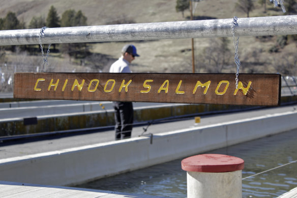 Demian Ebert, from PacifiCorp, looks at a tank holding juvenile Chinook salmon at a hatchery at the base of the Iron Gate Dam near Hornbrook, California.