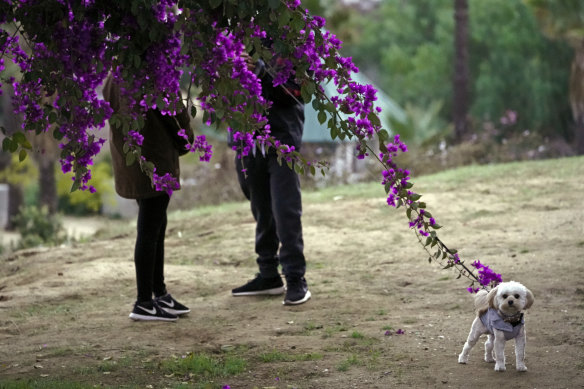 A couple walks their dog in Los Angeles. In the eyes of the law, pets are property when it comes to divorce. 