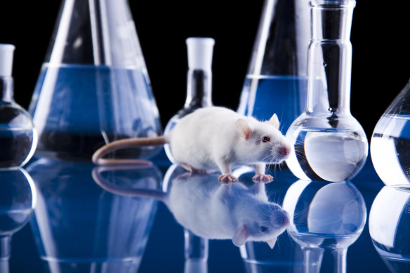 When it comes to using animals for human research, the NHMRC adopts a precautionary principle. 