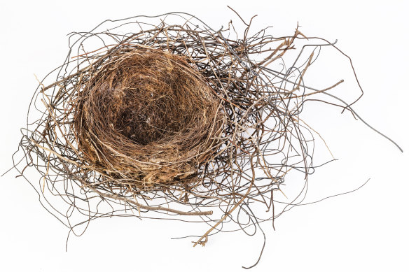 A magpie nest found in Victoria. 