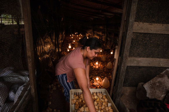 Jason Bobb-Semple’s wife, Rosalene, on their small poultry farm in Georgetown, Guyana, built with a government loan.