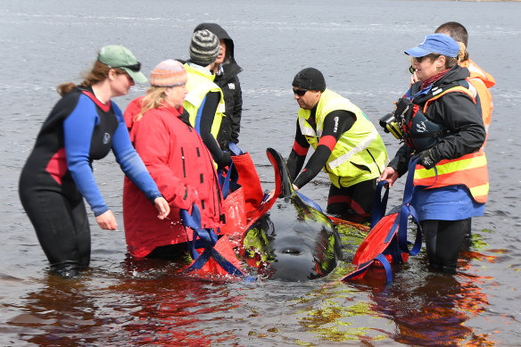 A rescue team at Macquarie Harbour   in Tasmania on September 24.
