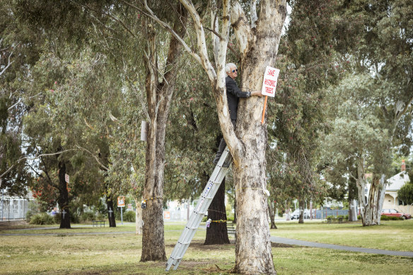 Trees in Gandolfo Park, near Moreland railway station, that are now gone.