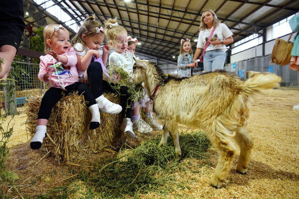 Children feeding kid goats at the Melbourne Royal Show.