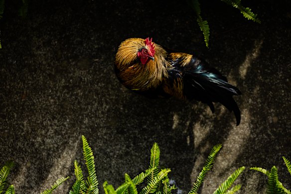 A PhD project will study whether the feral chickens are preying on Norfolk Island’s endangered snails.