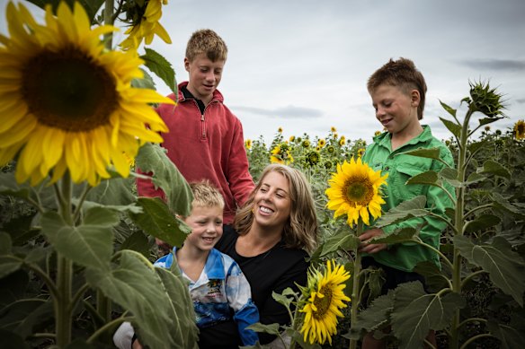 Flower power: Farmer Laiken Britt in the Pick Your Own Sunflowers field with her three sons Ollie, 5, Billy, 12, and Jai, 13.