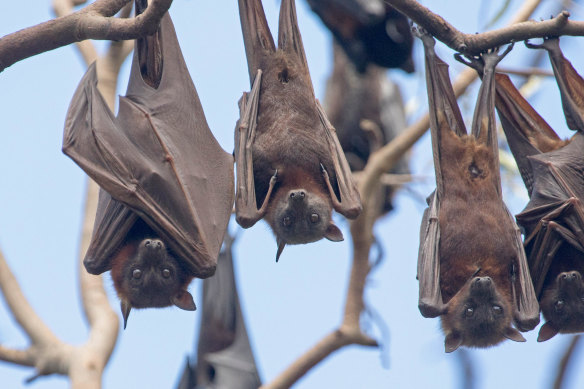 The new Hendra variant has been confirmed in flying foxes in multiple parts of the country for the first time, including grey-headed flying foxes (pictured).