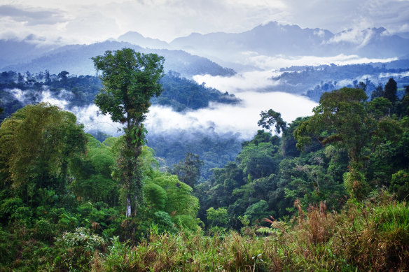 Dense jungle in the Ecuador part of the Amazon rainforest.