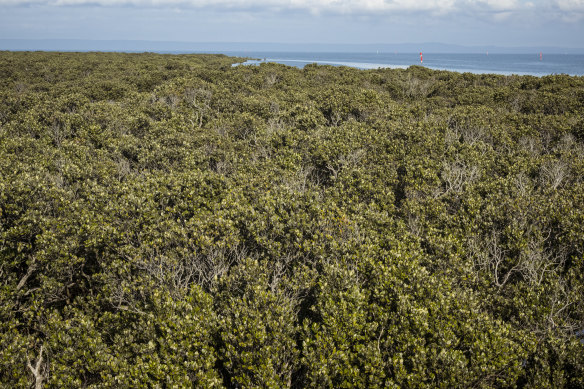 Studies of the Western Port coastline show that mangroves are already moving landward.