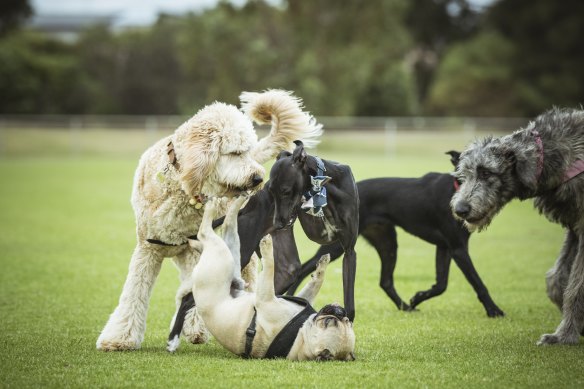 Artie and playmates in action.