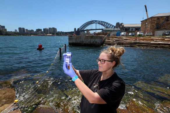 Aquatic Ecologist and PhD candidate Katherine Warwick taking water samples at Marrinawi Cove harbour pool at Barangaroo in Sydney.