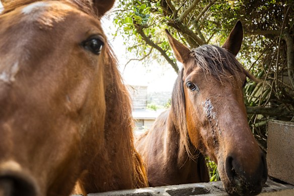 Colts Trouble (left) and Flat Back, with an oozing facial wound and running nostrils, photographed on October 4.