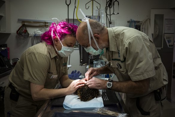Healesville Sanctuary vet Peter Holz (right) vet nurse Evie Tochterman  clean the wound of a young female echidna that was bought in from the wild for medical attention. 