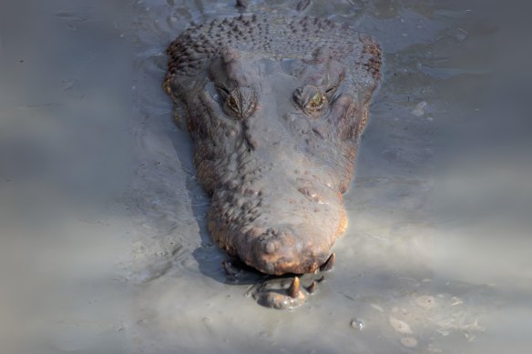Crocodiles have flourished in Australia after being made a protected species in the 1970s.