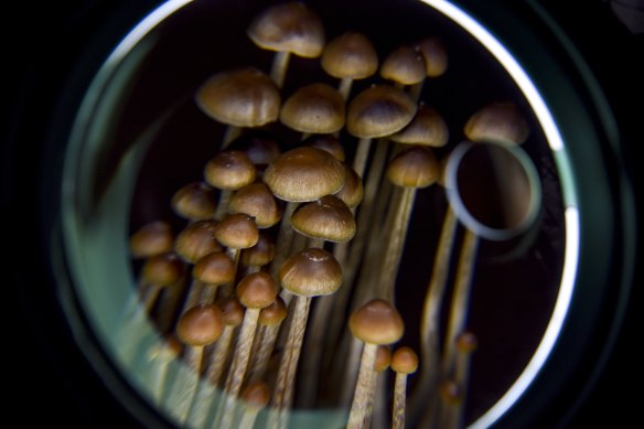 Medical research has been looking into the potential use of psilocybin (magic mushrooms) to treat mental health issues. 