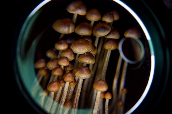 Medical research has been looking into the potential use of psilocybin (magic mushrooms) to treat mental health issues. 