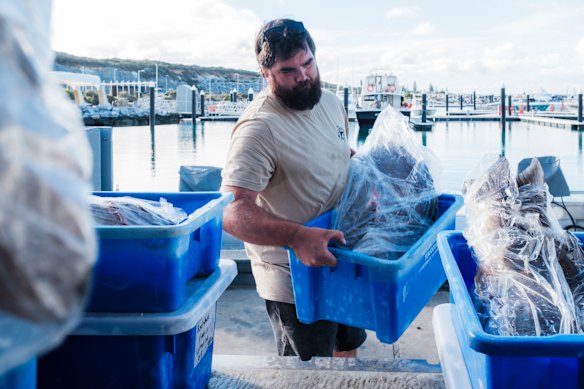 Anthony Haslewood of Revolution Fisheries loading a catch at Augusta boat ramp.