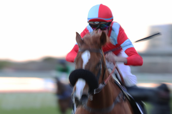 Nash Rawiller brings South Of India down the outside fence to win the last at Randwick.