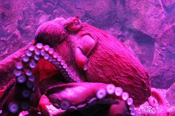 Octopuses change colour and twitch their limbs during “active sleep’. 