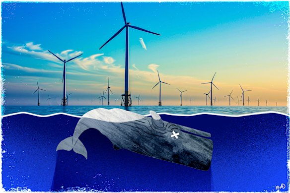 A common misinformation meme is offshore wind turbines hurting whales. 