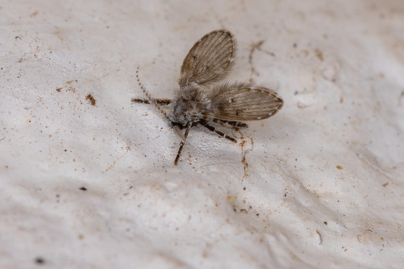 Drain Fly or Bathroom Moth Midge of the species Clogmia albipunctata.