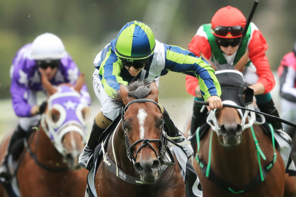 Brandenburg defies his rivals in the Hobartville Stakes. 