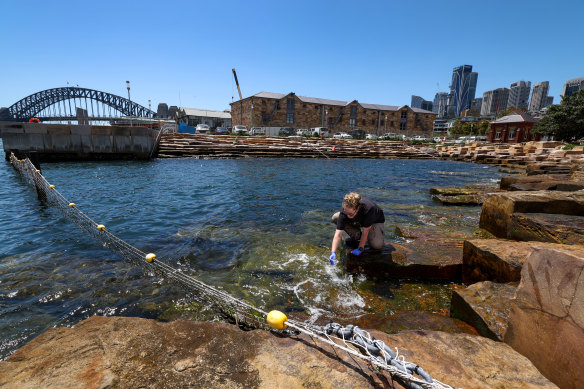 Aquatic Ecologist and PhD candidate Katherine Warwick taking water samples at Marrinawi Cove harbour pool at Barangaroo in Sydney.