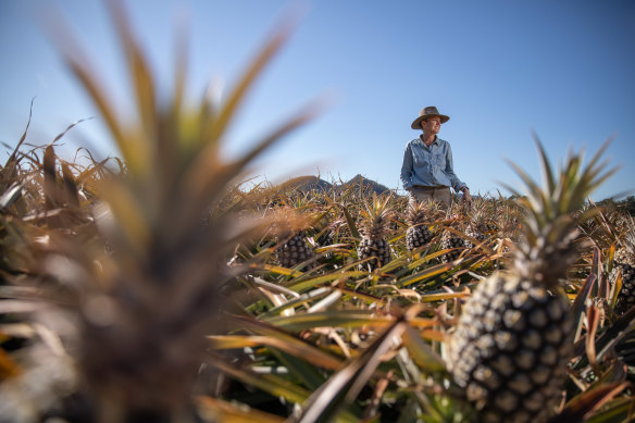 Tropical Pines grower Trudy Morgan at her pineapple farm on the Sunshine Coast.