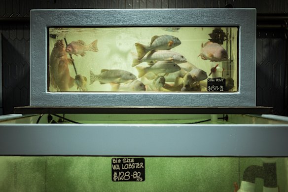 Live seafood and coral trout at D&K Live Seafood.