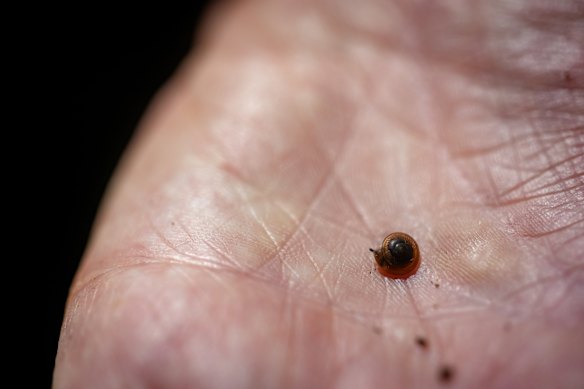 Fanulena insculpta, a closely related species of snail that will be used to test changes to habitat and diet.