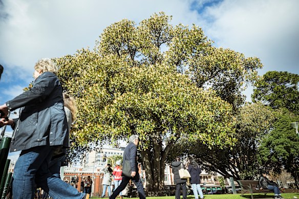 Where is this majestic tree located?